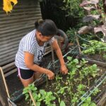 A blooming vegetable garden in the middle of a busy city keeps family healthy